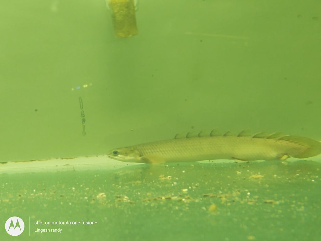 green bichir