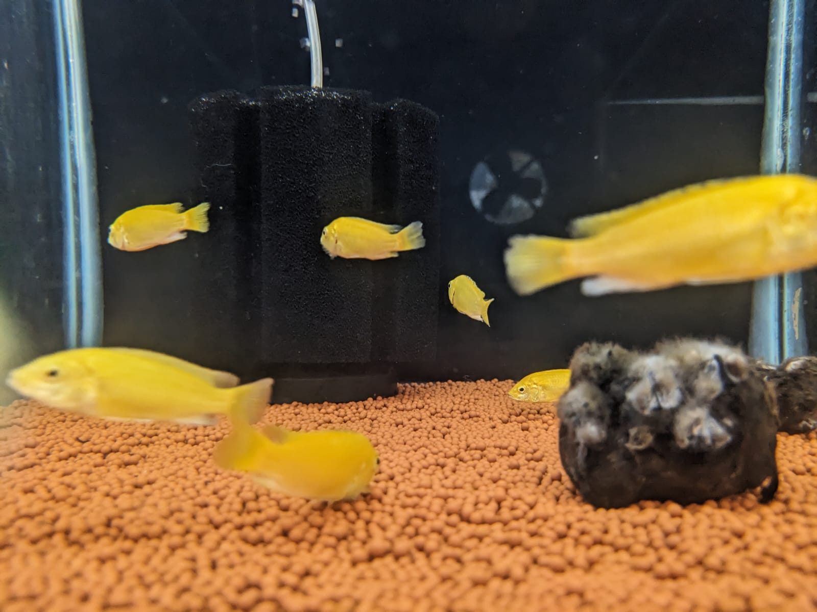 Banana Morph