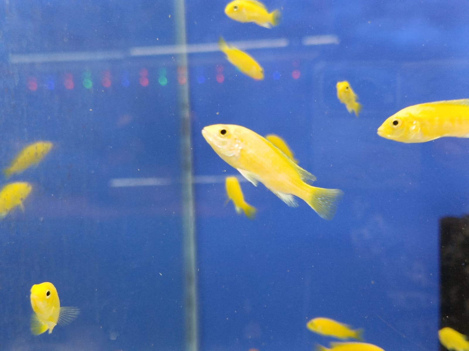 Banana-Morphs