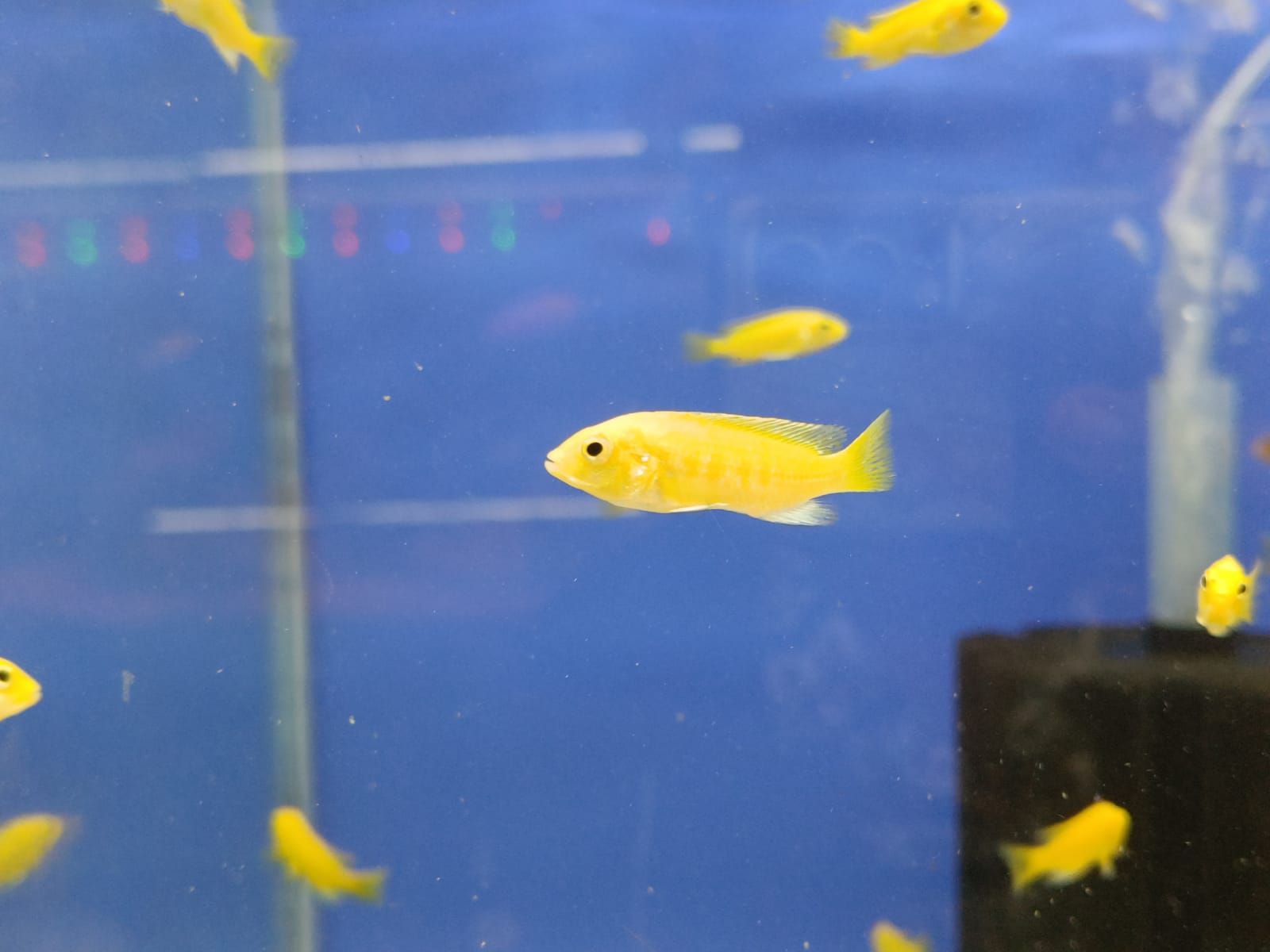 Banana-Morphs