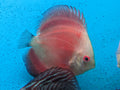 whiteface_red