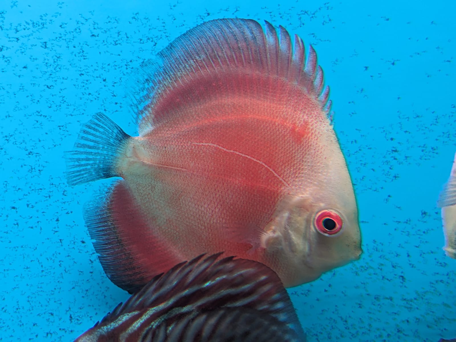 whiteface_red