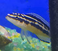 Julidochromis Marlieri