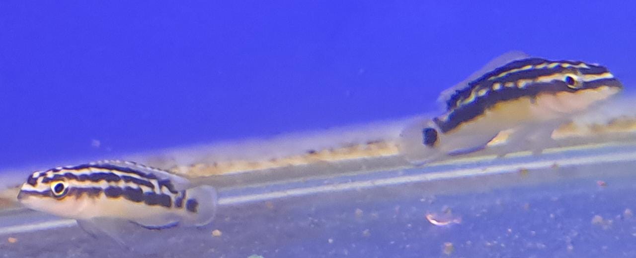 Julidochromis Marlieri