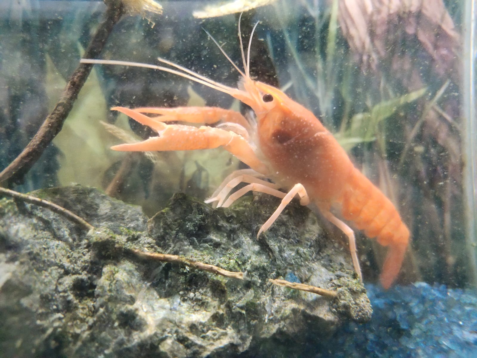 Red lobster