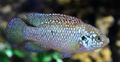 Blue Jewel Cichlid