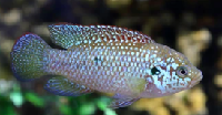 Blue Jewel Cichlid