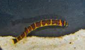 thai giant khuli loach