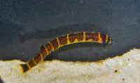 thai giant khuli loach