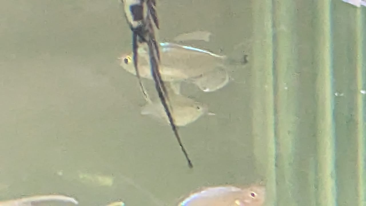Congo Tetra Male