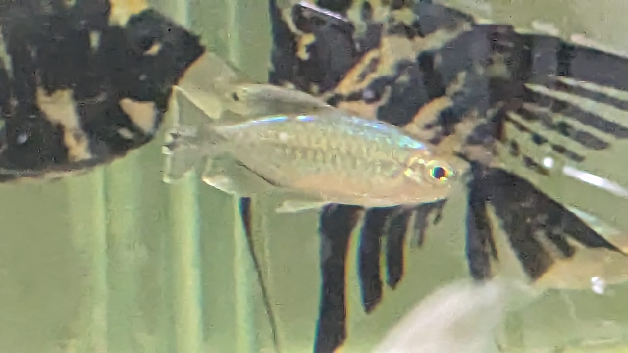 Congo Tetra Male