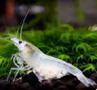snowball shrimp