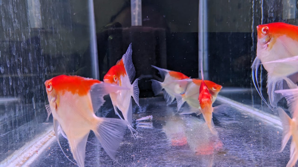 Albino Red Eye Red Cap Angelfish