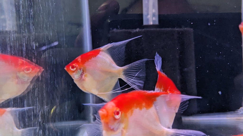 Albino Red Eye Red Cap Angelfish