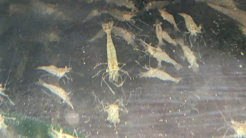 Feeding Shrimp