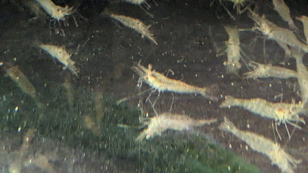 Feeding Shrimp