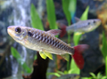 Pinktail Chalceus