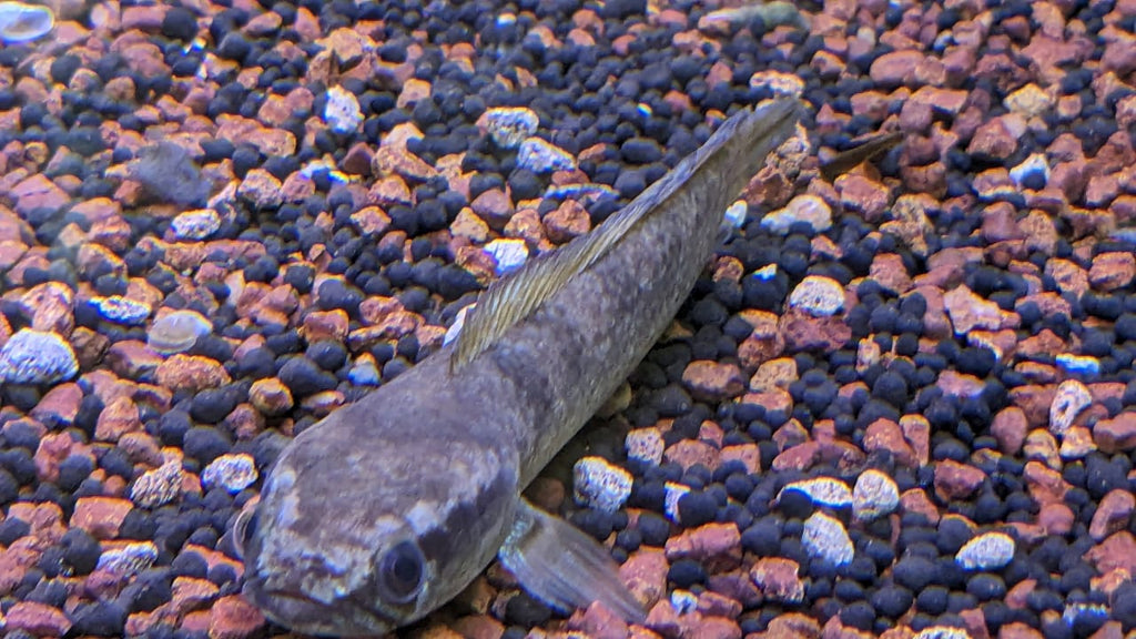 Stewartii Channa