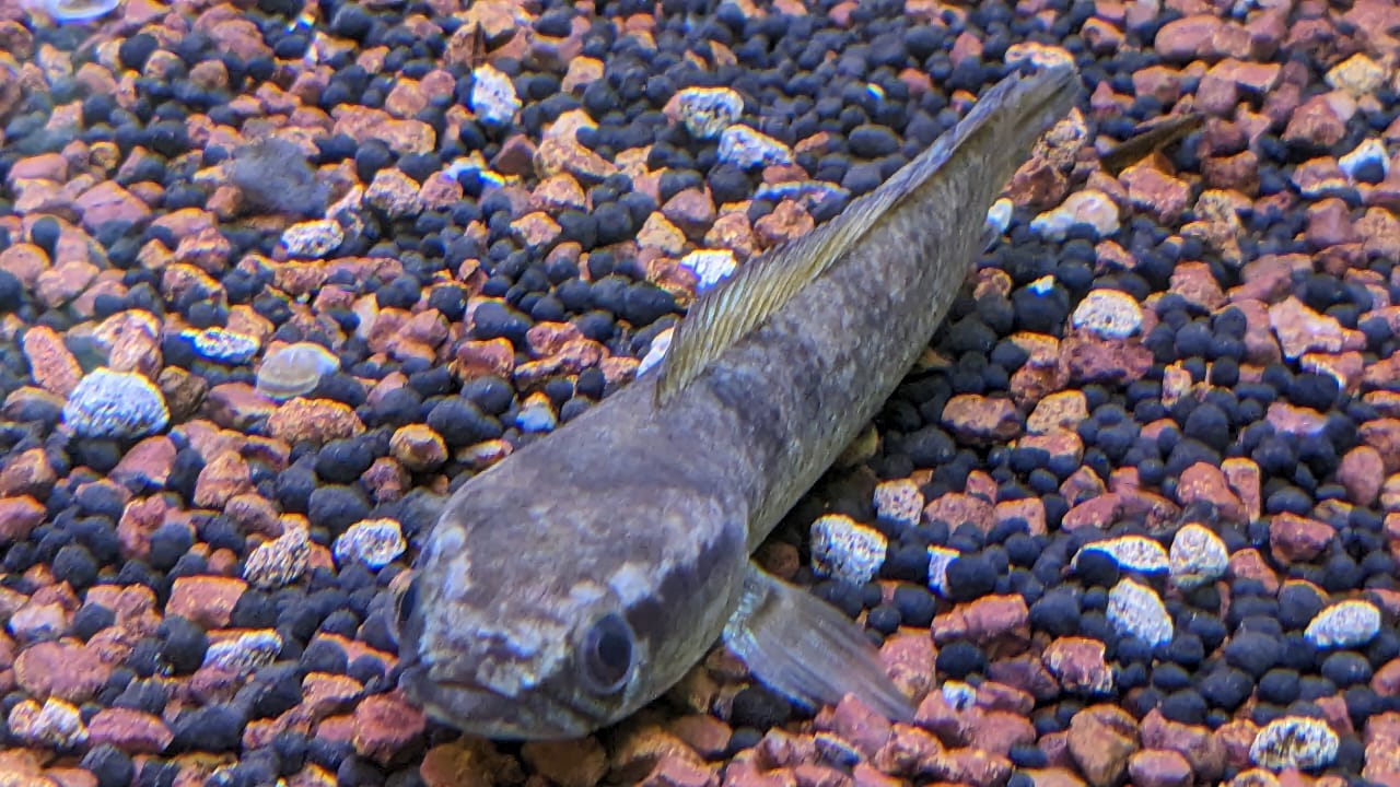 Stewartii Channa