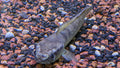 Stewartii Channa