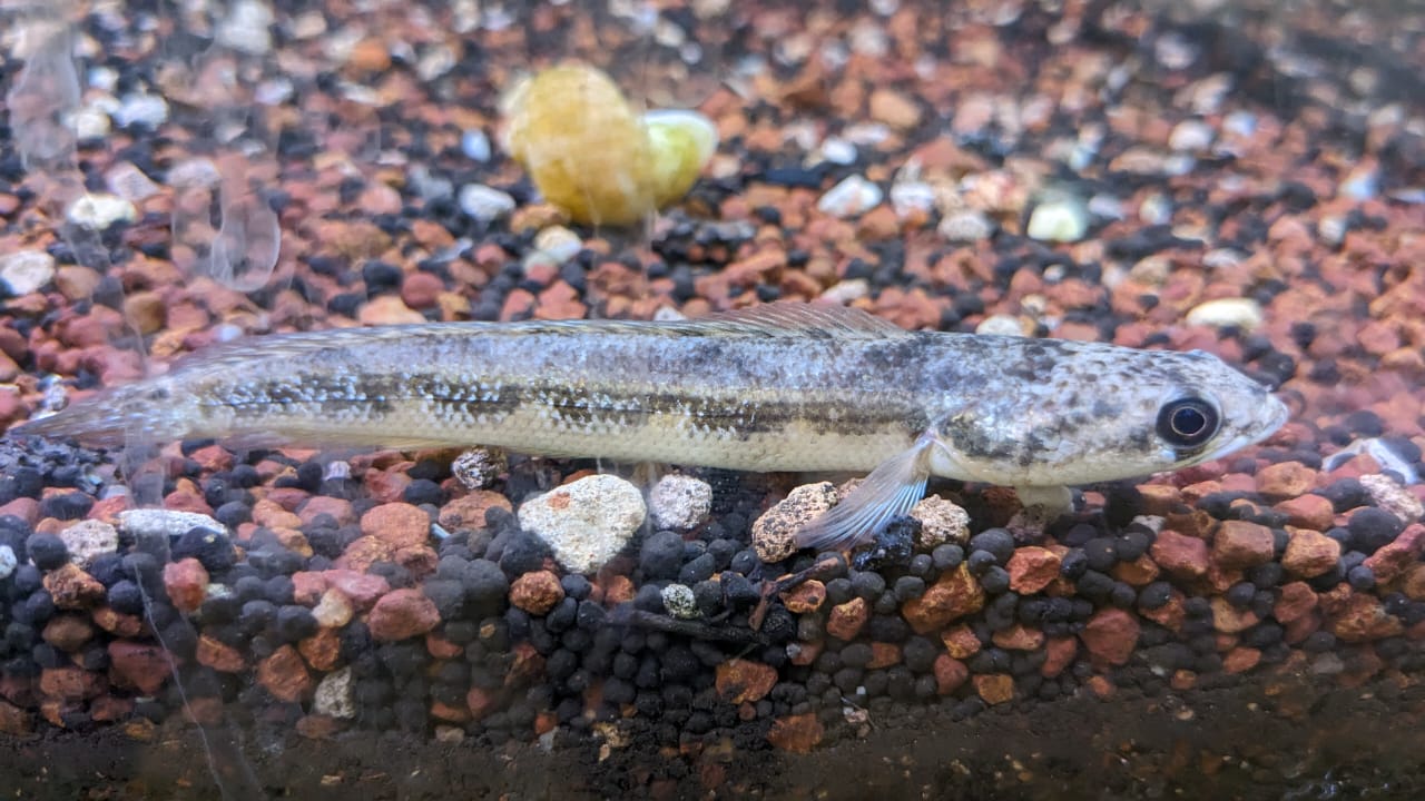 Channa Diplogramma