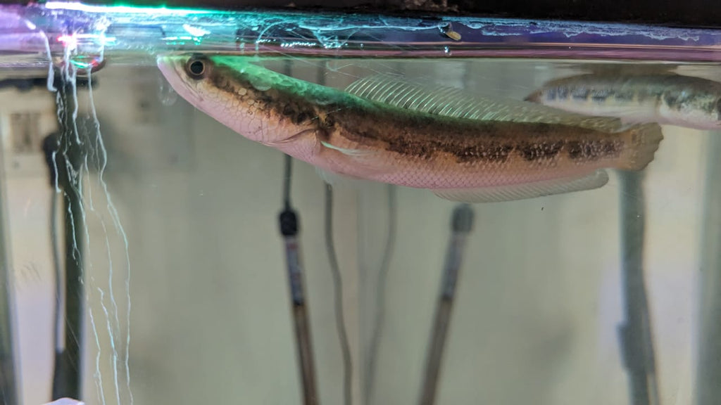 Channa Diplogramma