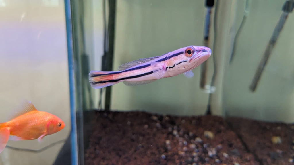 Malabar