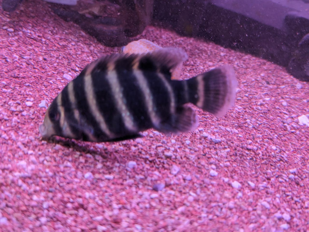 Tiger Tilapia Cichlid