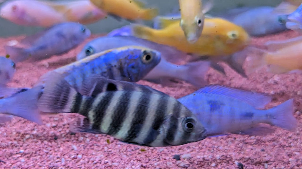 Tiger Tilapia Cichlid