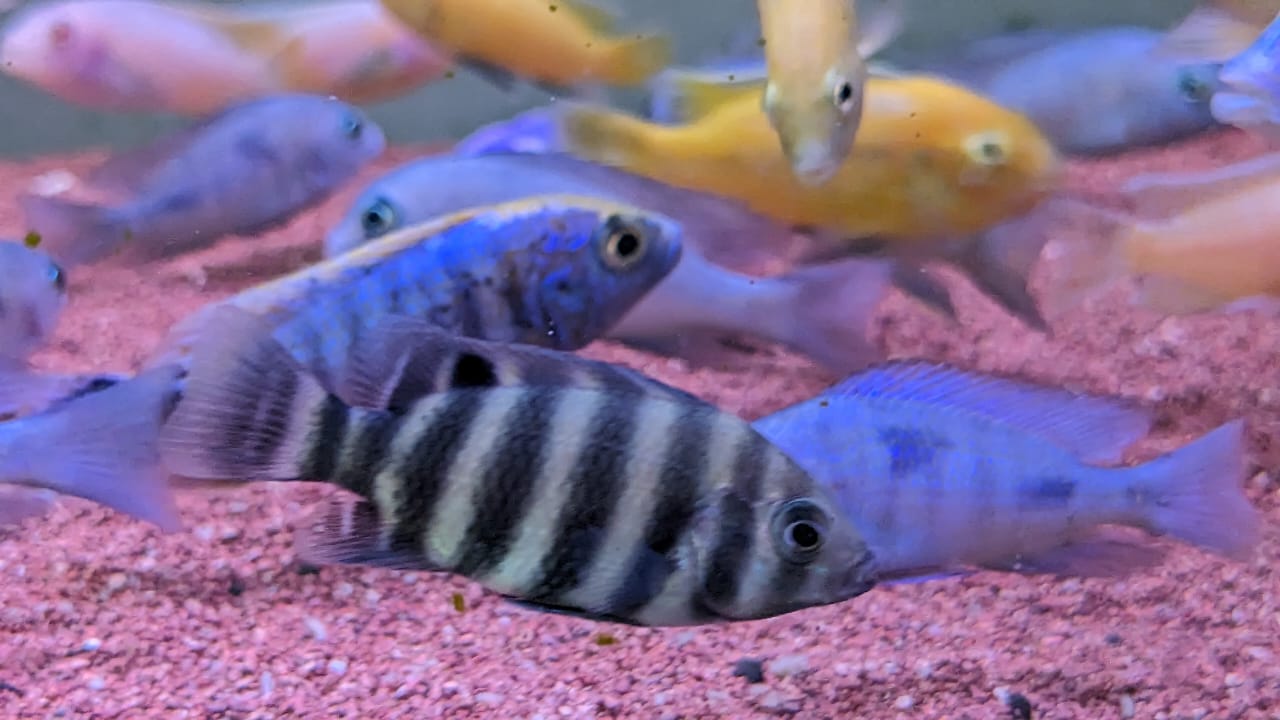 Tiger Tilapia Cichlid