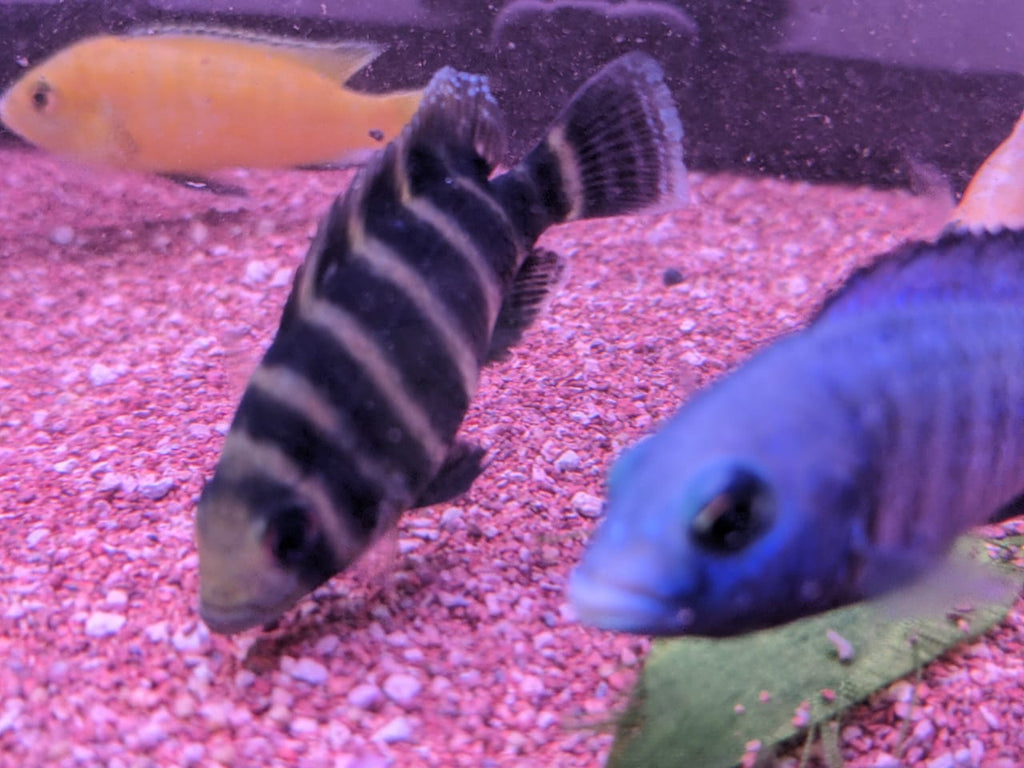 Tiger Tilapia Cichlid