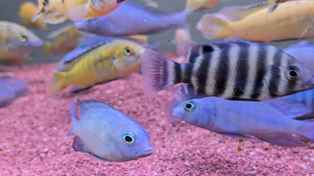 Tiger Tilapia Cichlid