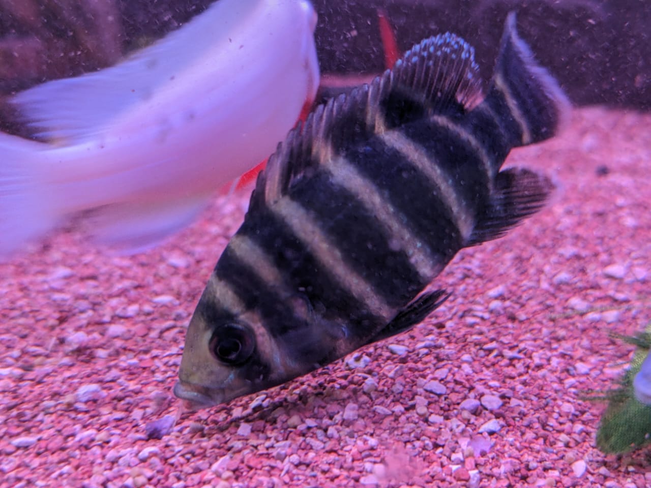 Tiger Tilapia Cichlid