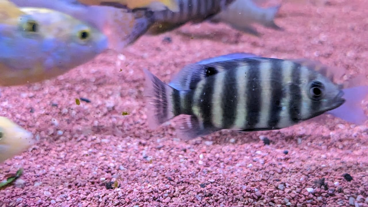 Tiger Tilapia Cichlid