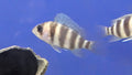 Cyphotilapia Frontosa