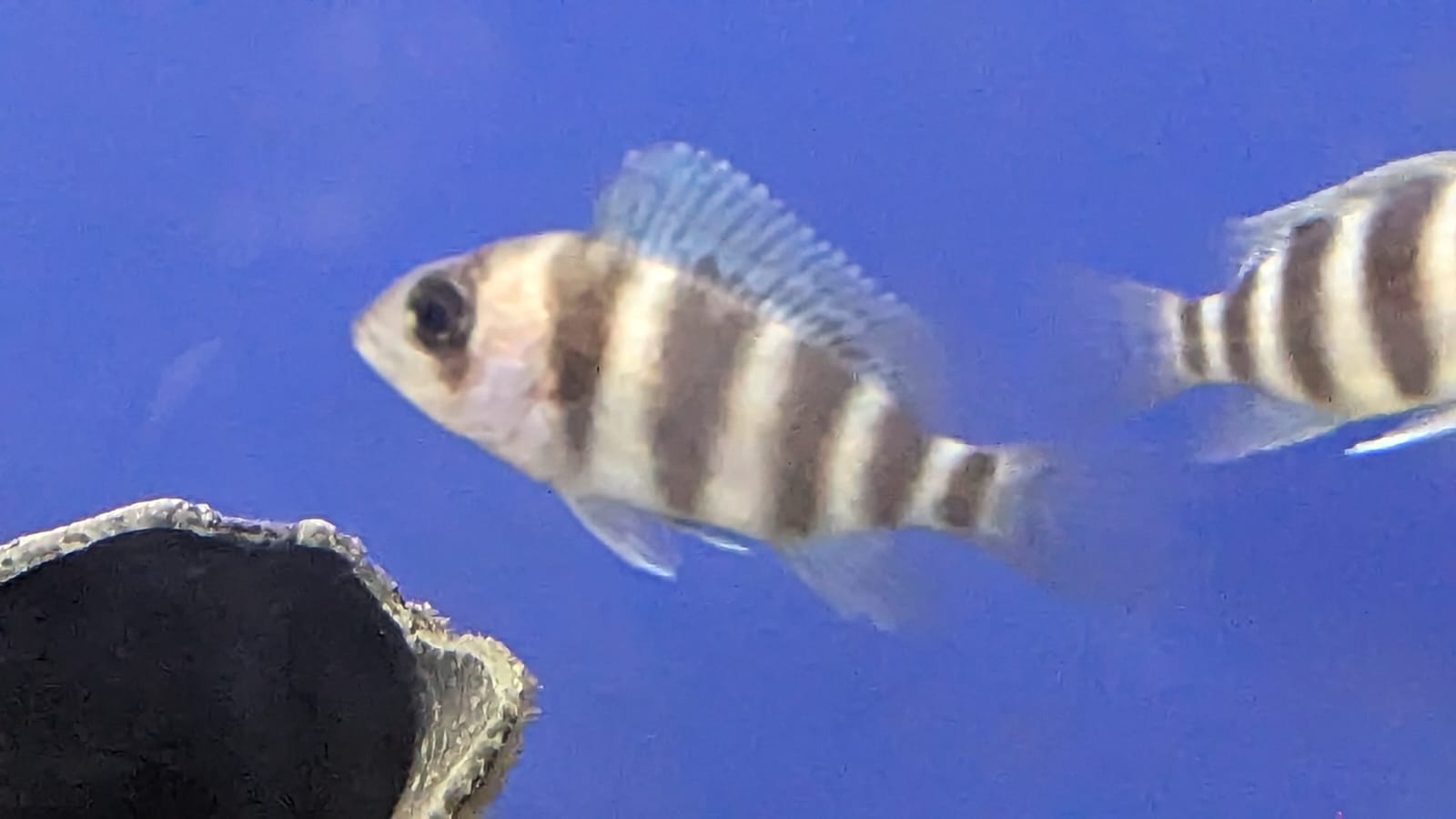 Cyphotilapia Frontosa