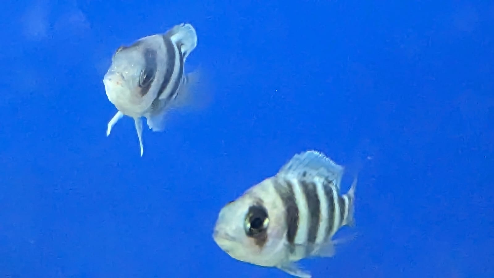 Cyphotilapia Frontosa