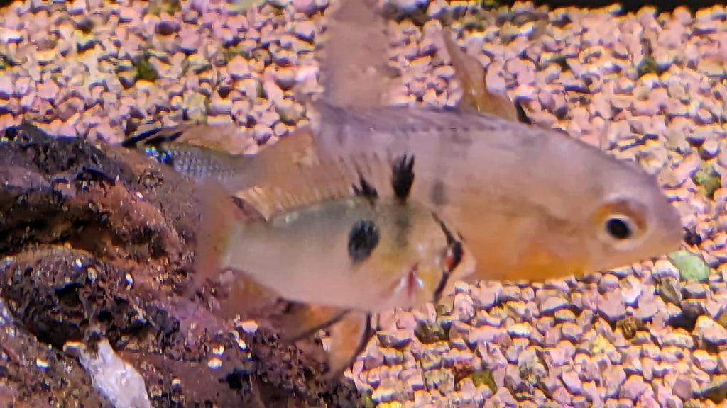 Balloon German Ram Rosy