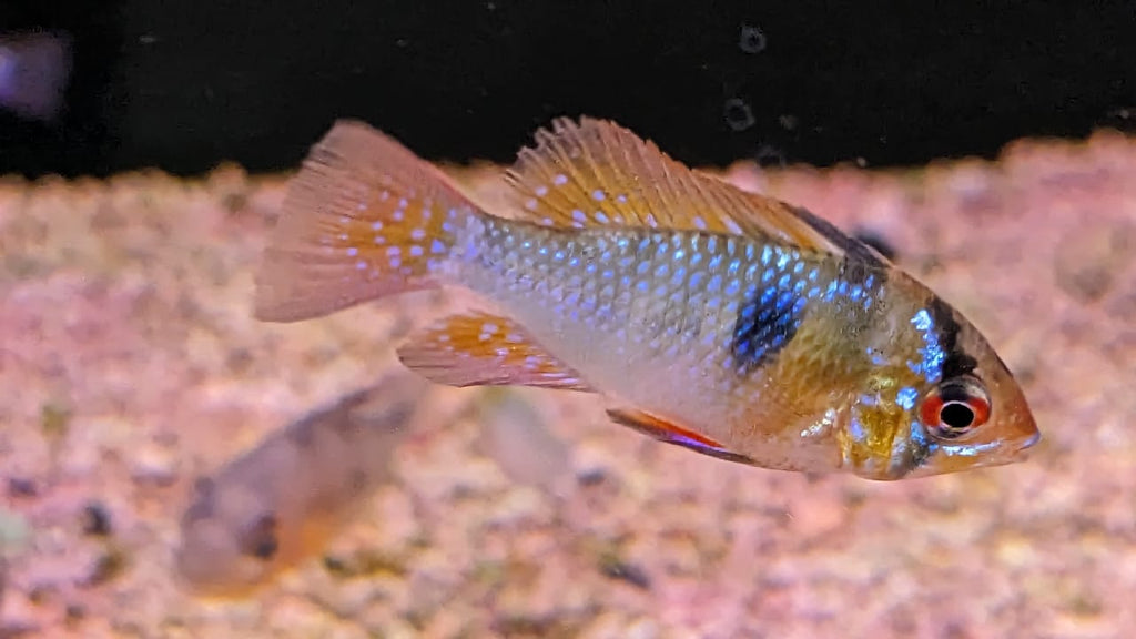 Balloon German Ram Rosy