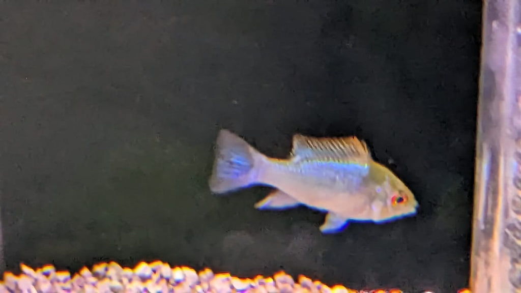 Electric Blue Ram Rosy