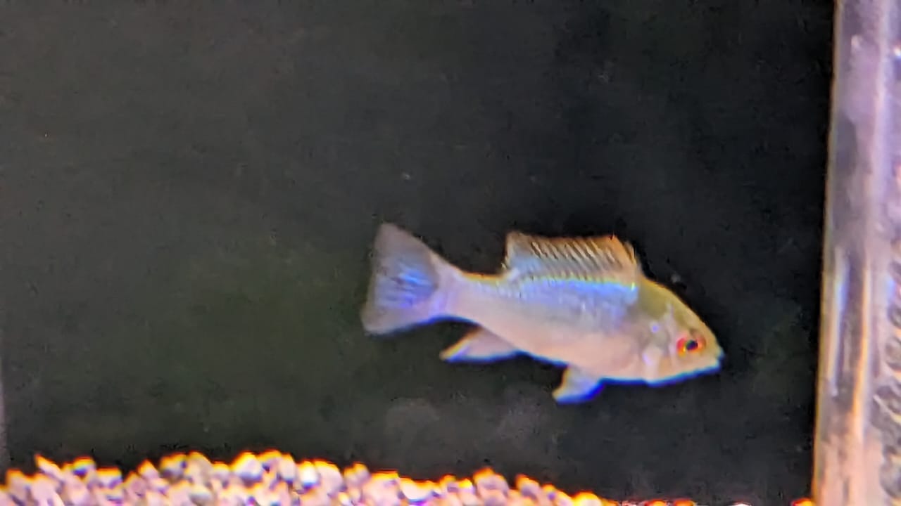 Electric Blue Ram Rosy