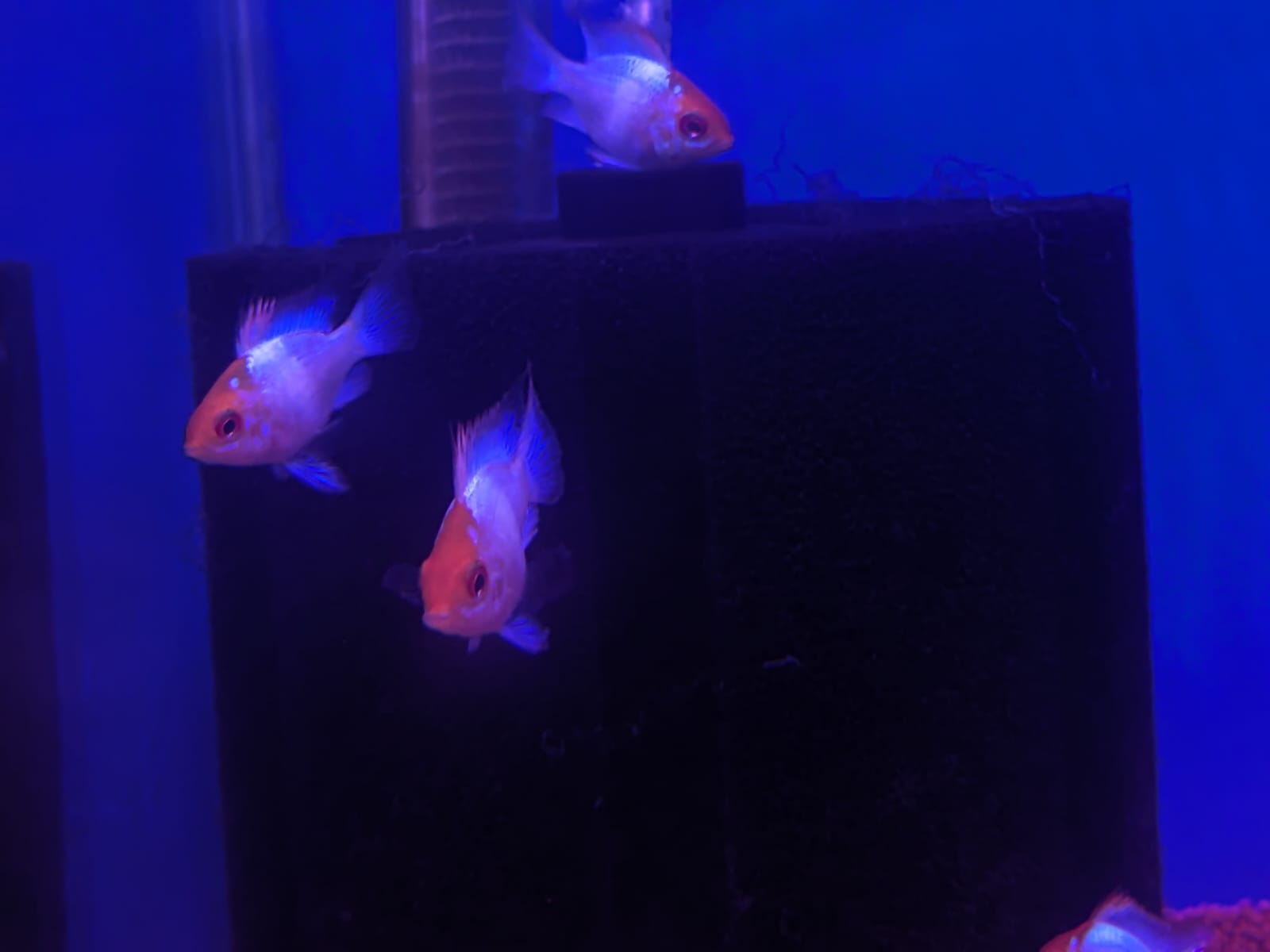 Electric Blue Ram