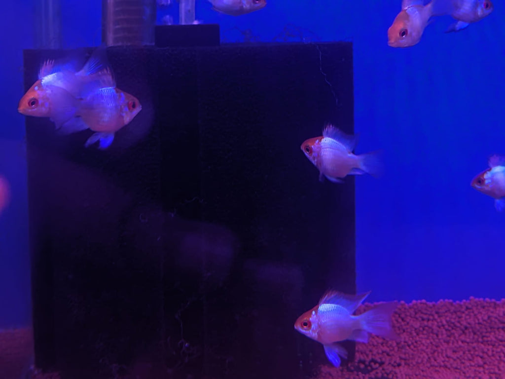 Electric Blue Ram