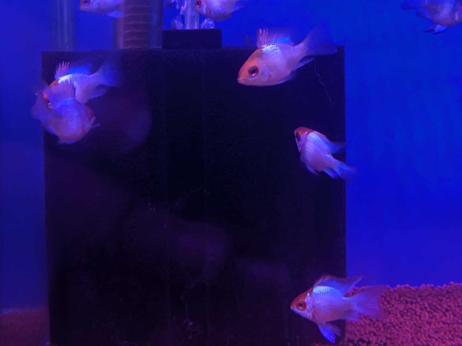Electric Blue Ram (3)