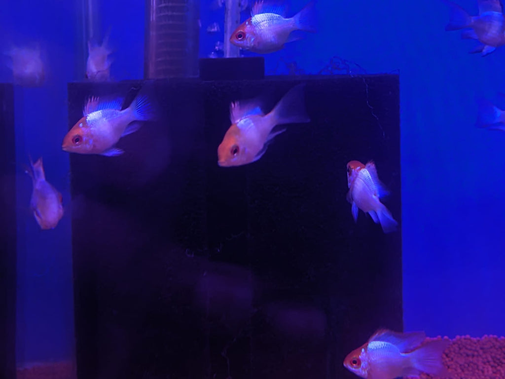 Electric Blue Ram