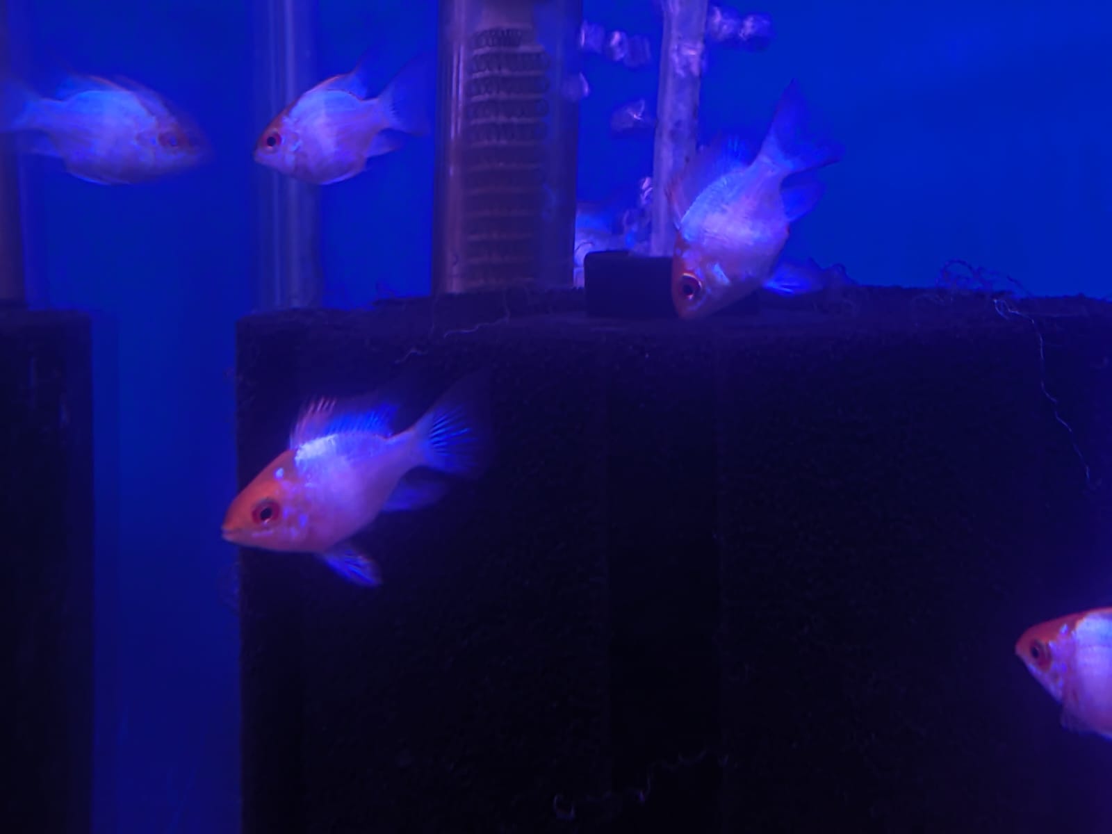 Electric Blue Ram (5)