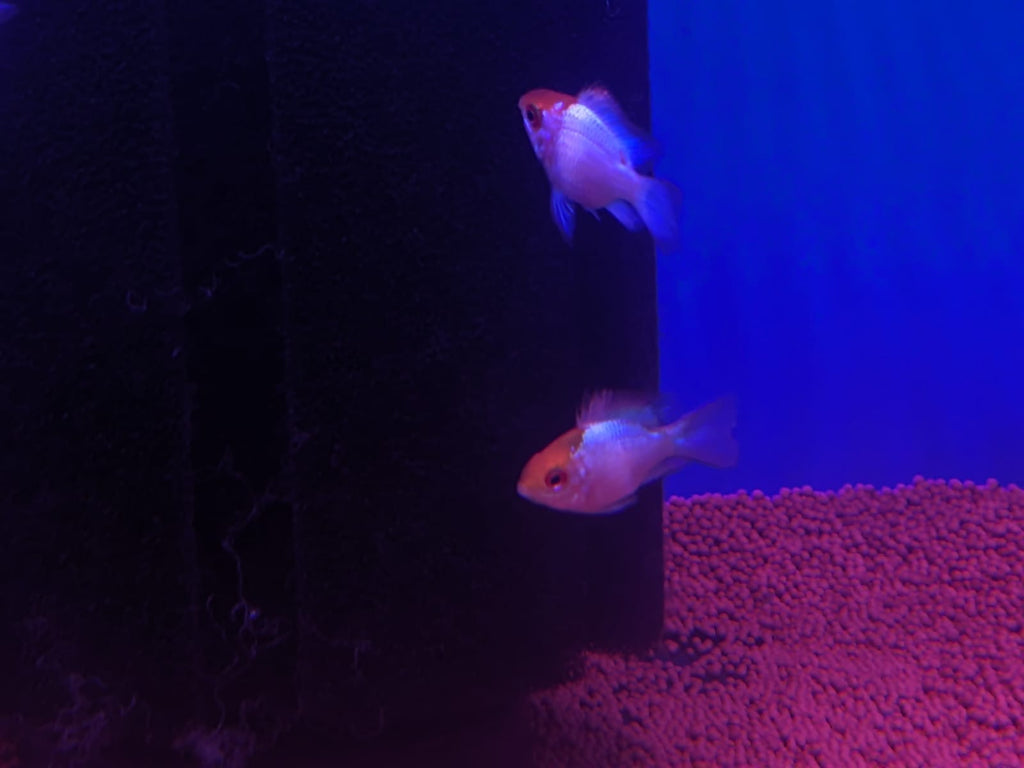 Electric Blue Ram
