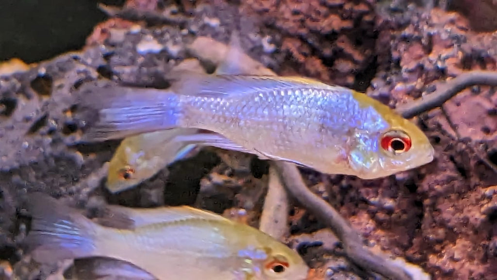 Electric Blue Ram Rosy