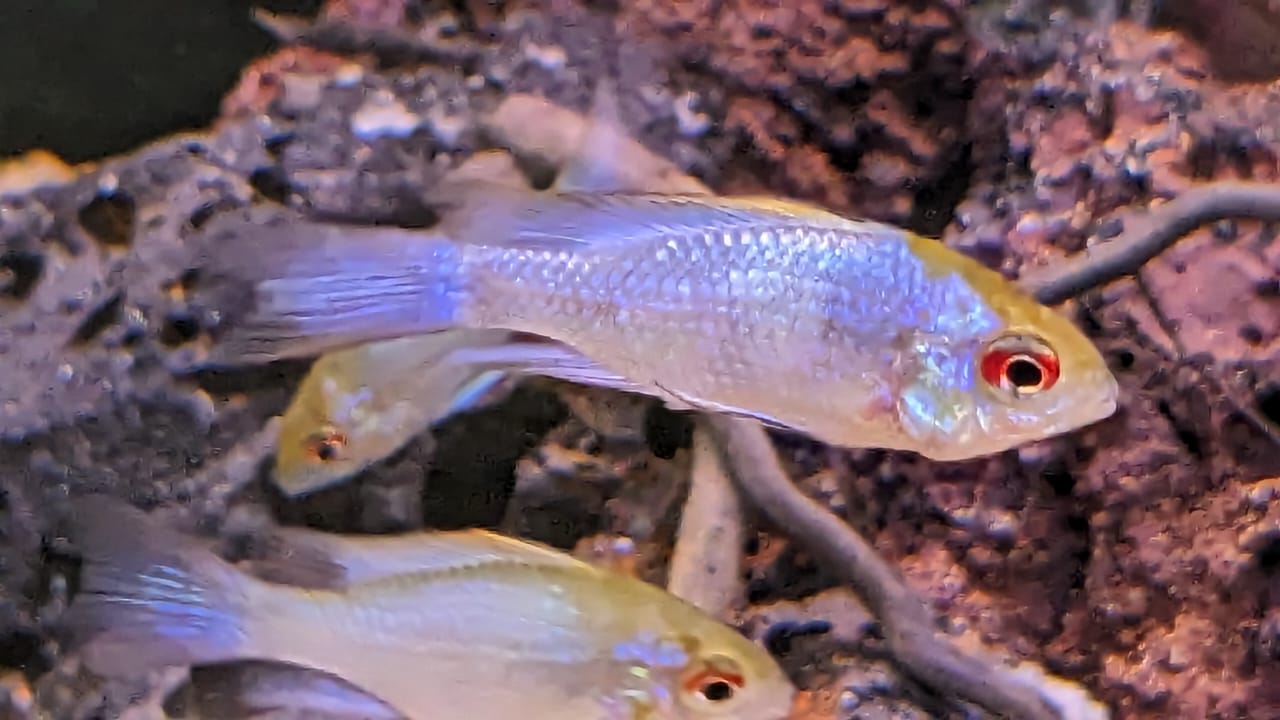 Electric Blue Ram Rosy