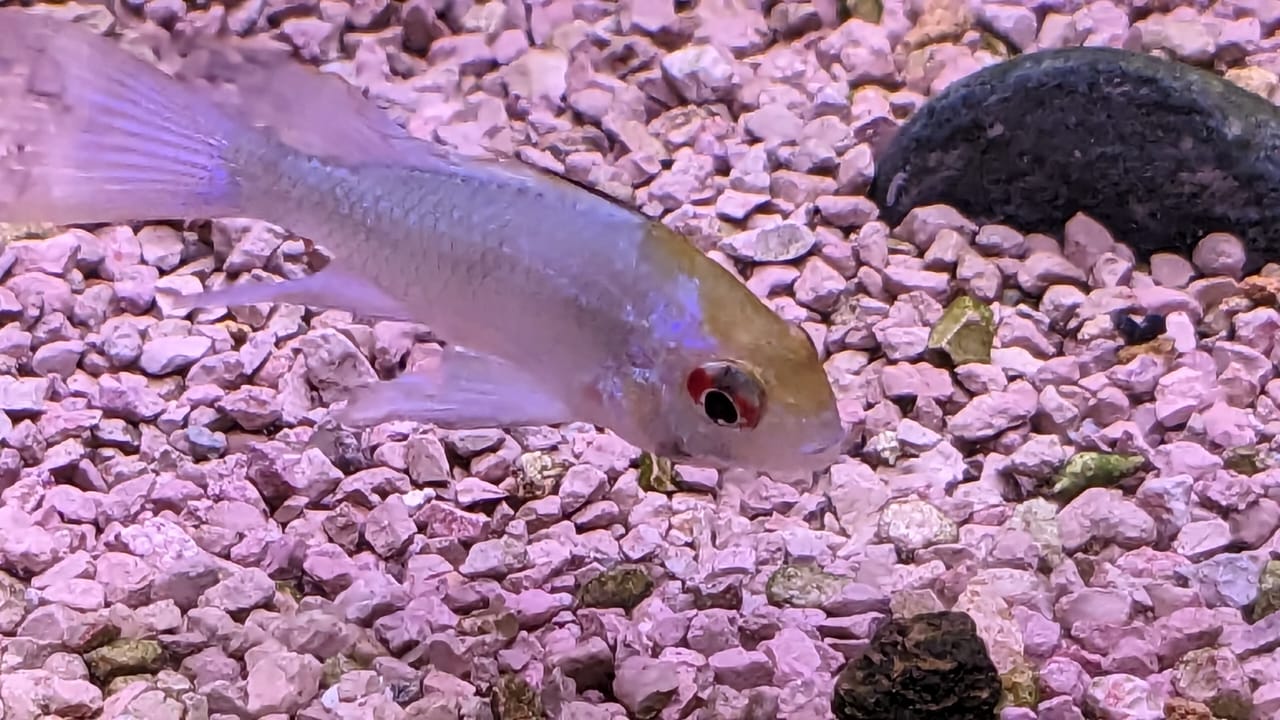 Electric Blue Ram Rosy